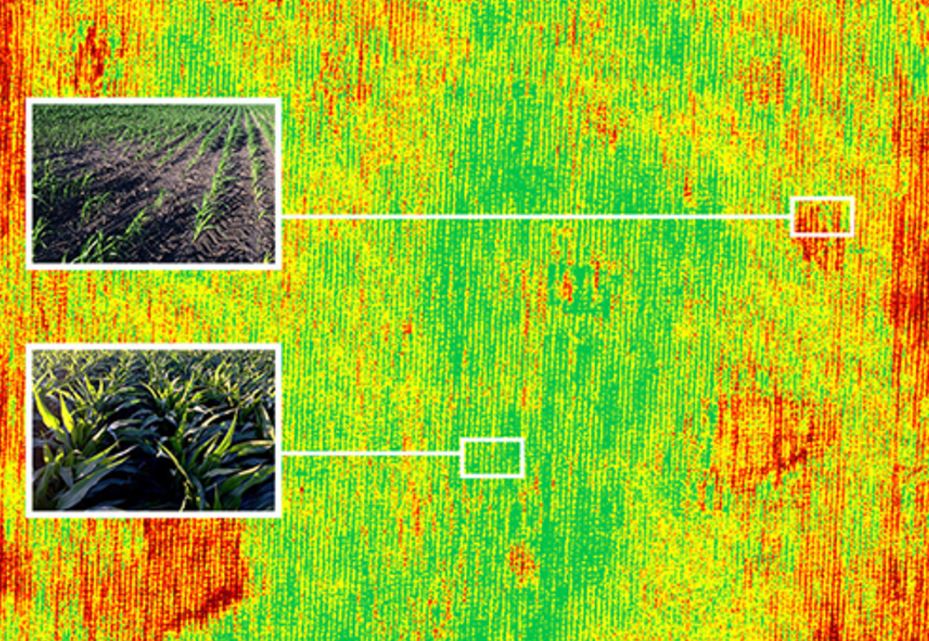 Phân tích đánh giá sức khỏe cây trồng bằng drone