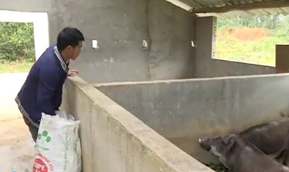 Nguyễn Văn Sơn chăm sóc lợn rừng lai